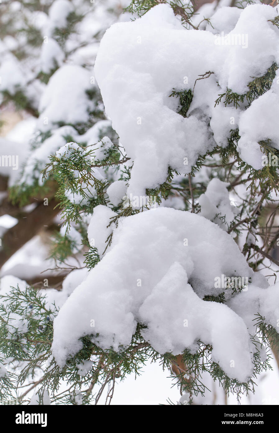 Neve sui rami di alberi in inverno del midwest Foto Stock