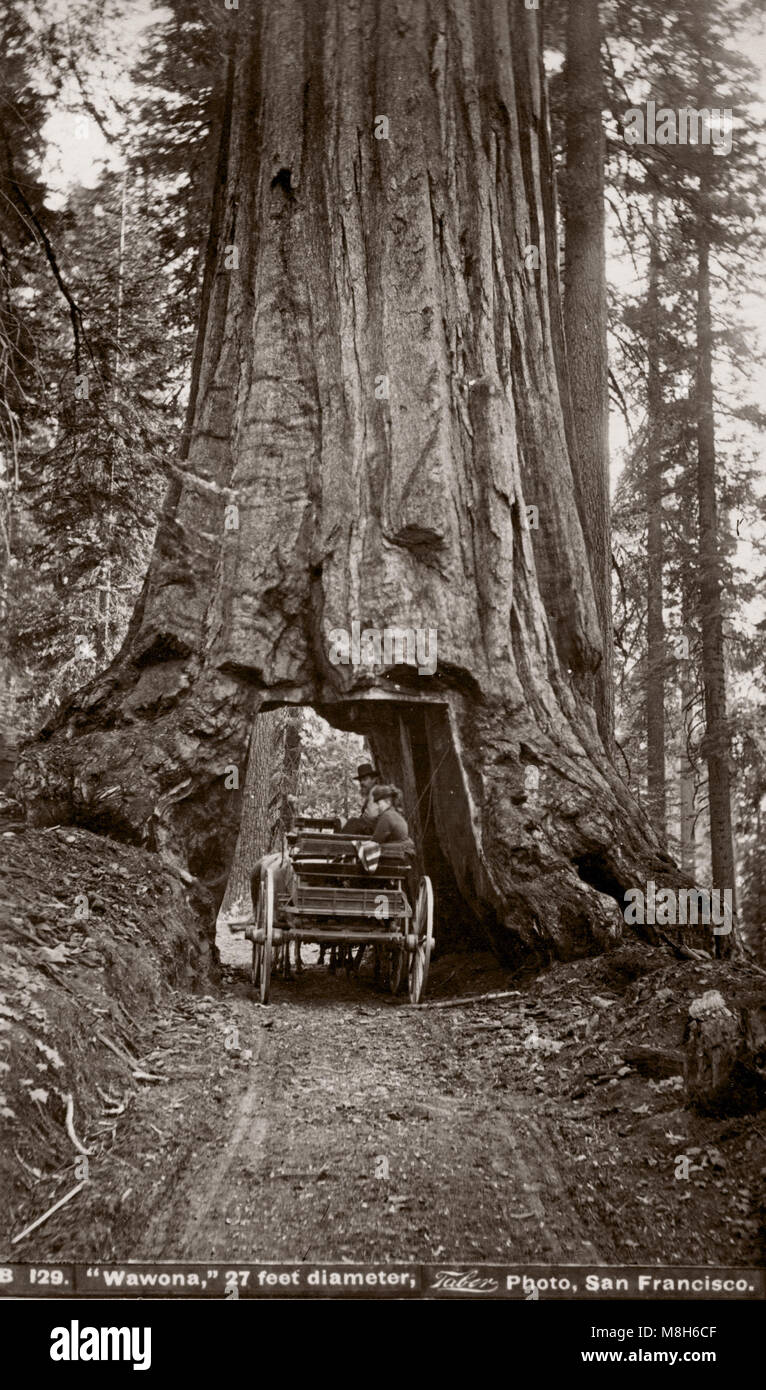 C.1880s - Il Wawona Tree, noto anche come il Wawona Tunnel, albero di sequoia gigante in Mariposa Grove, Yosemite National Park, California, Stati Uniti d'America, si è levato in piedi fino al febbraio 1969 - Isiah Taber studio Foto Stock