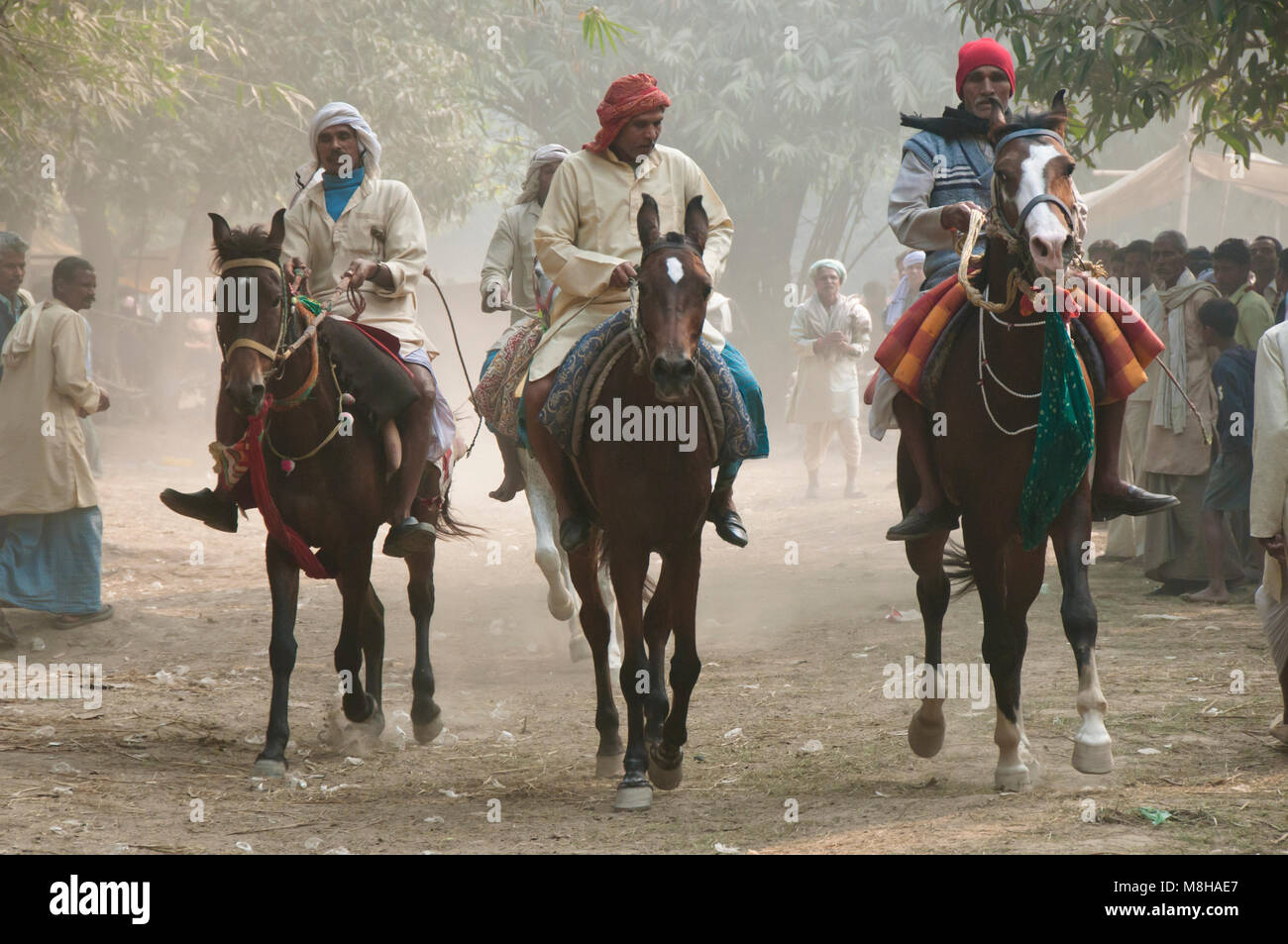 I cavalli da corsa a Sonepur Mela. India Foto Stock