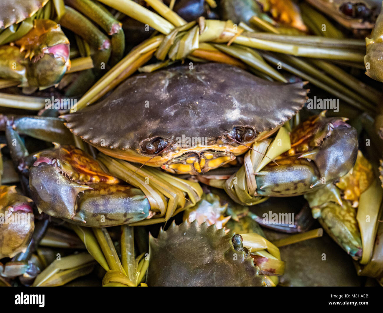 Live Crab legato per l'acquisto in Hong Kong villaggio di pescatori Tai O Foto Stock