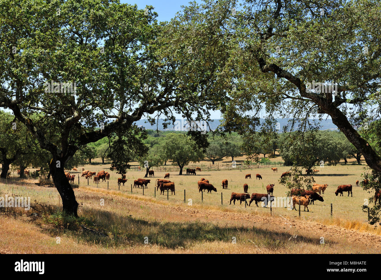 Il pascolo di bestiame in Montemor-o-Novo. Portogallo Foto Stock