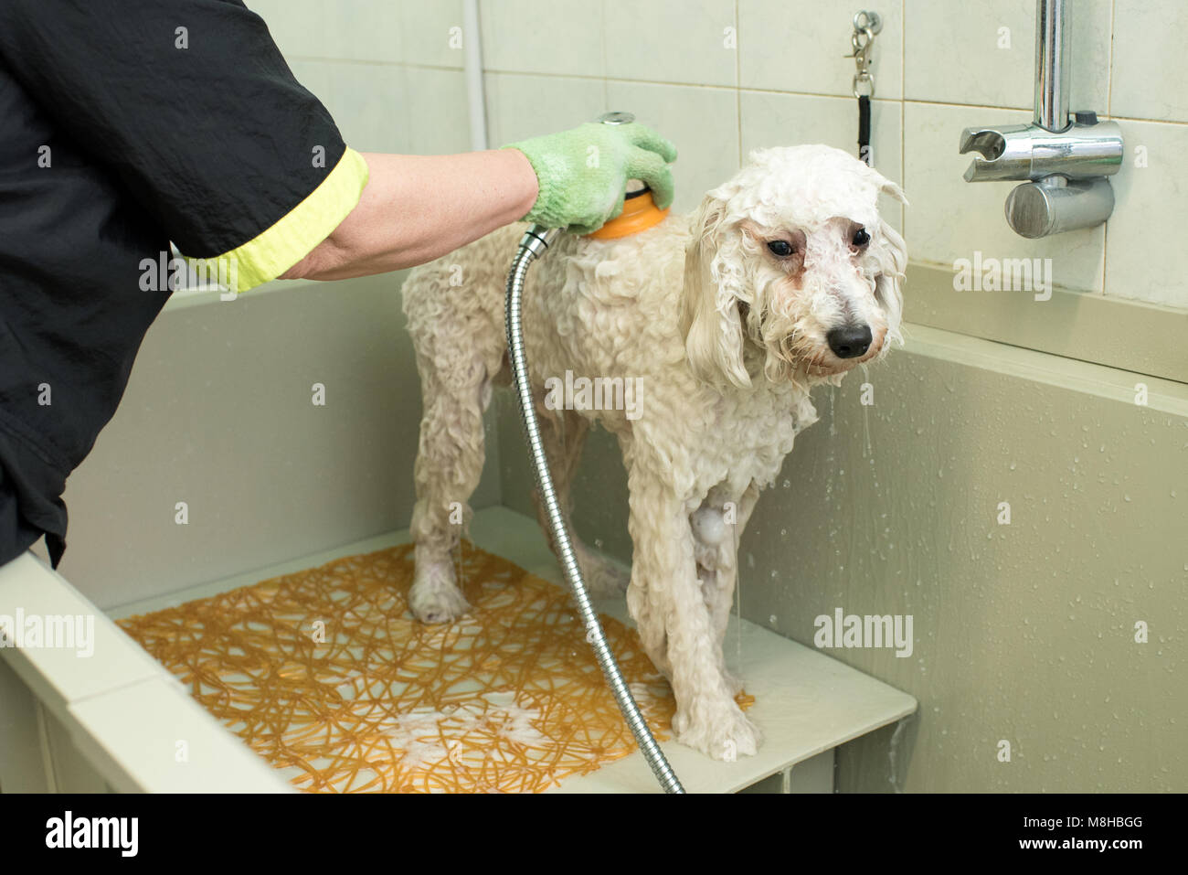 Toelettatore in un salone di pet o animale salone di toelettatura lavaggio e lavaggio con detersivo un cane bianco su un piano di lavoro con un ugello e spray Foto Stock