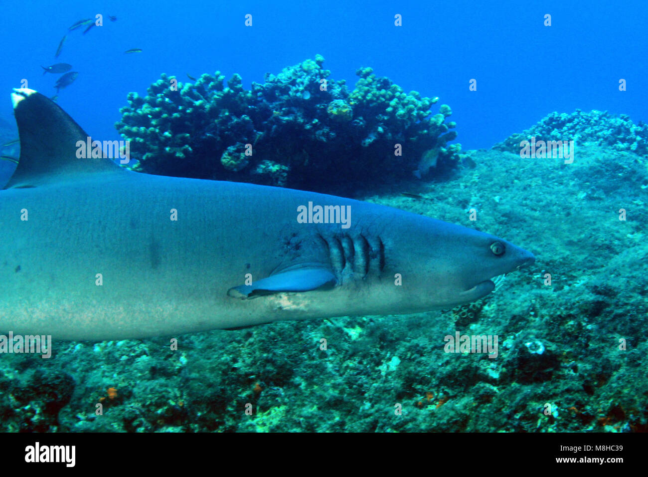 Whitetip Reef Shark (Triaenodon obesus) Nuoto sulla barriera corallina. Coiba, Panama Foto Stock