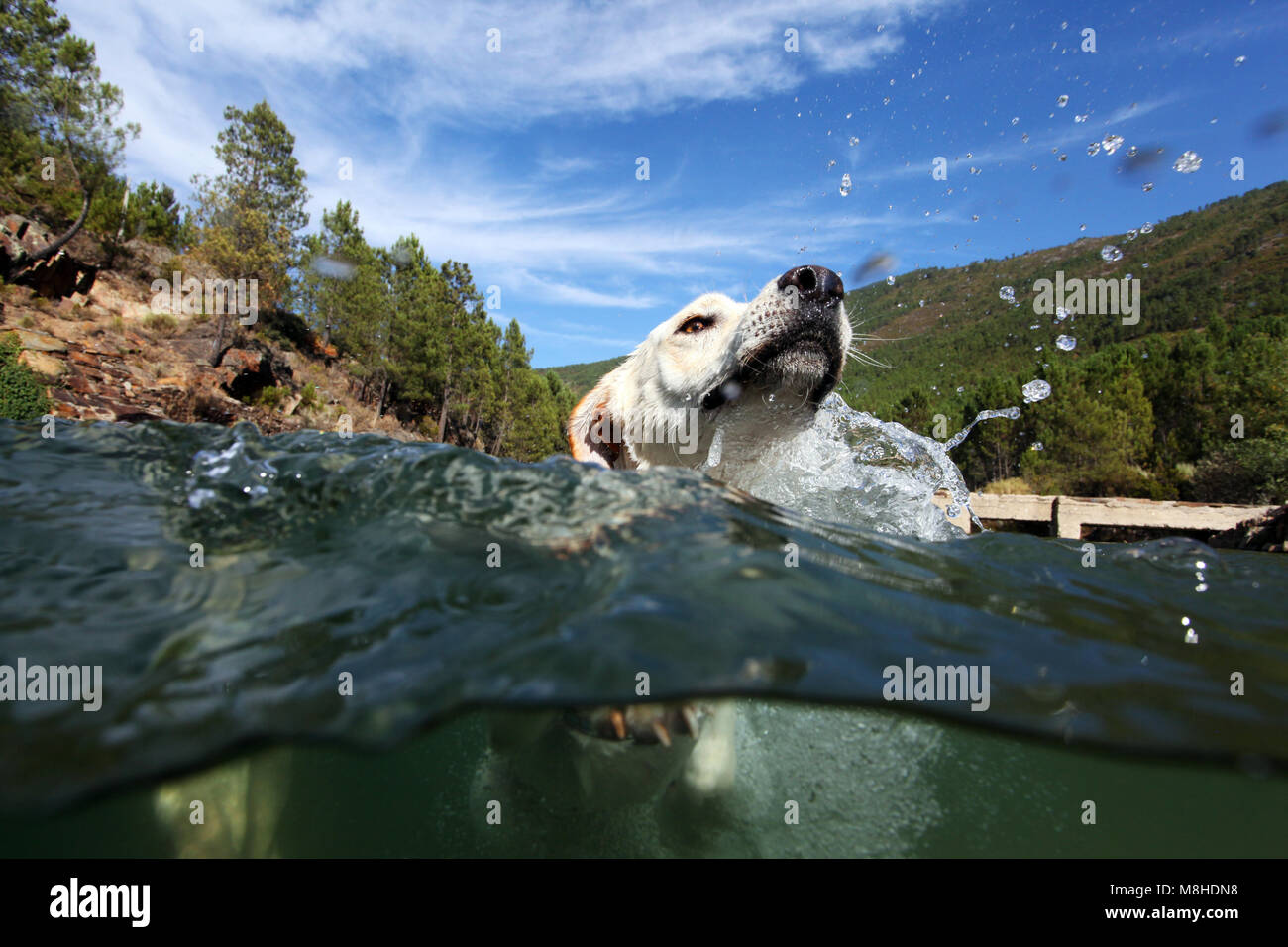 Sotto acqua oltre la vista suddivisa di un cane Foto Stock