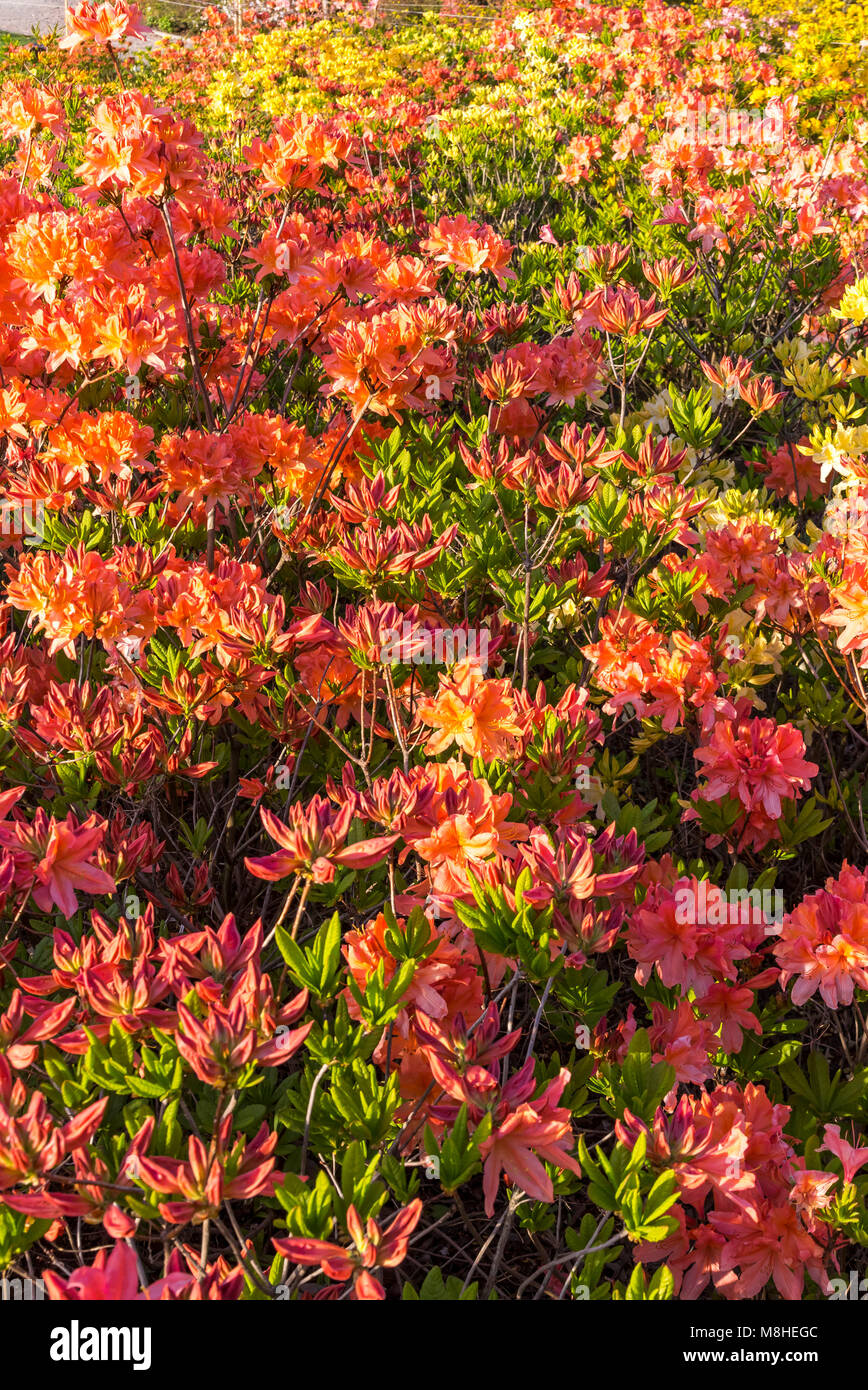 Close up arancio fiori di azalea (Rhododendron indicum) nel giardino Foto Stock