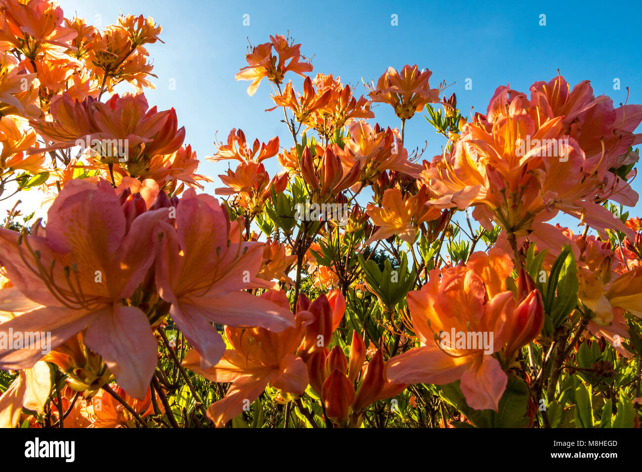 Close up arancio fiori di azalea (Rhododendron indicum) nel giardino Foto Stock