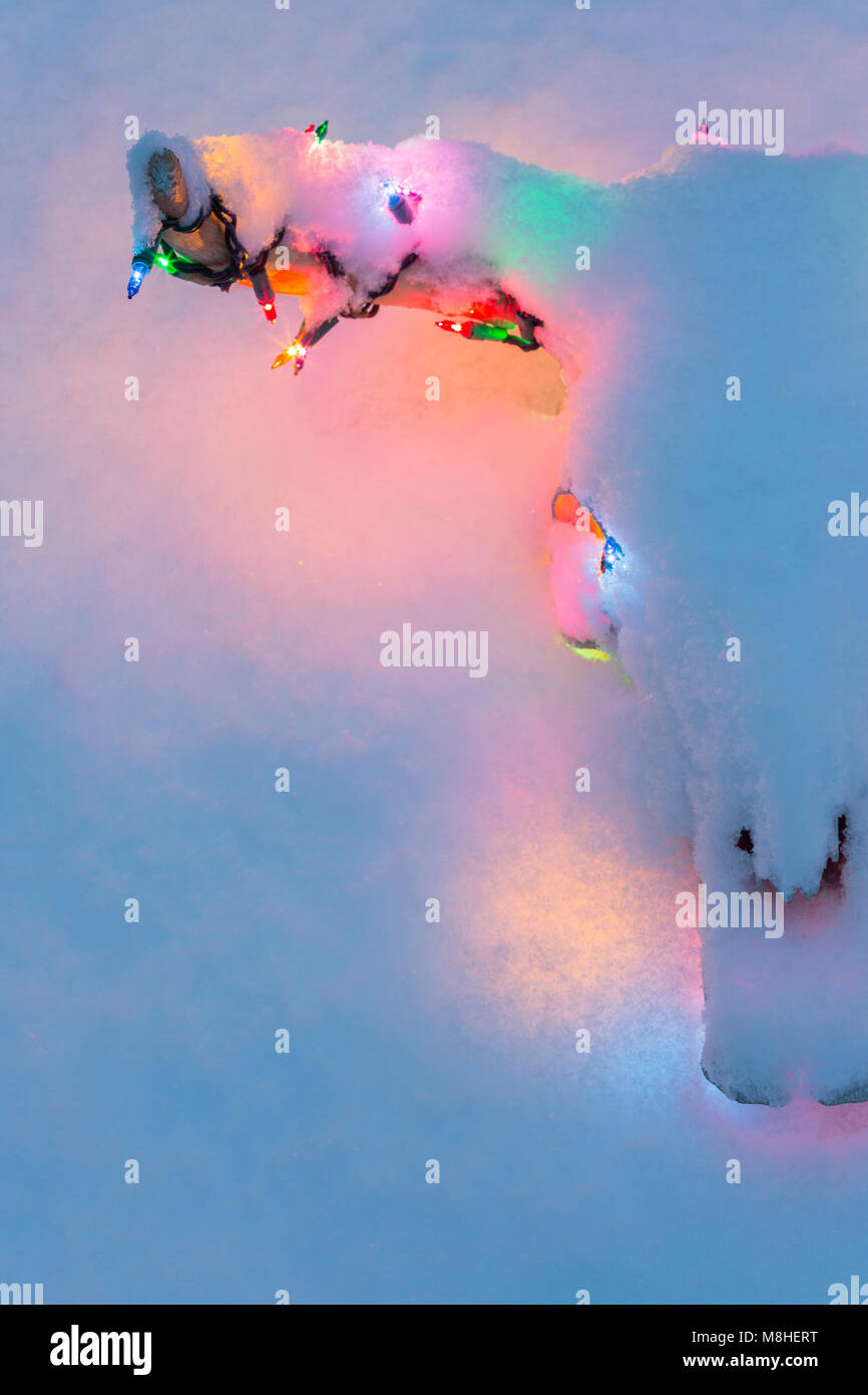 CLOSE UP DETTAGLIO DELLA VACCA sbiancato sterzare cranio e le corna decorate con multi colore LUCI DI NATALE SOTTO UN RIVESTIMENTO DI NEVE Foto Stock