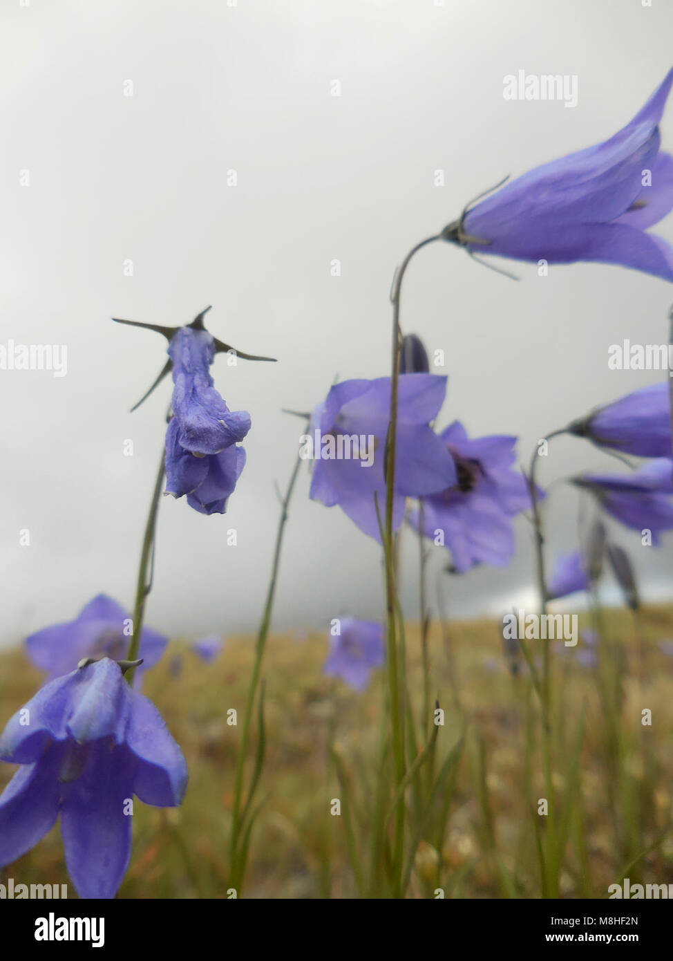 Viola scotch bluebell comune fiore appassito harebell Hurricane Ridge fiori selvatici alpini. Foto Stock