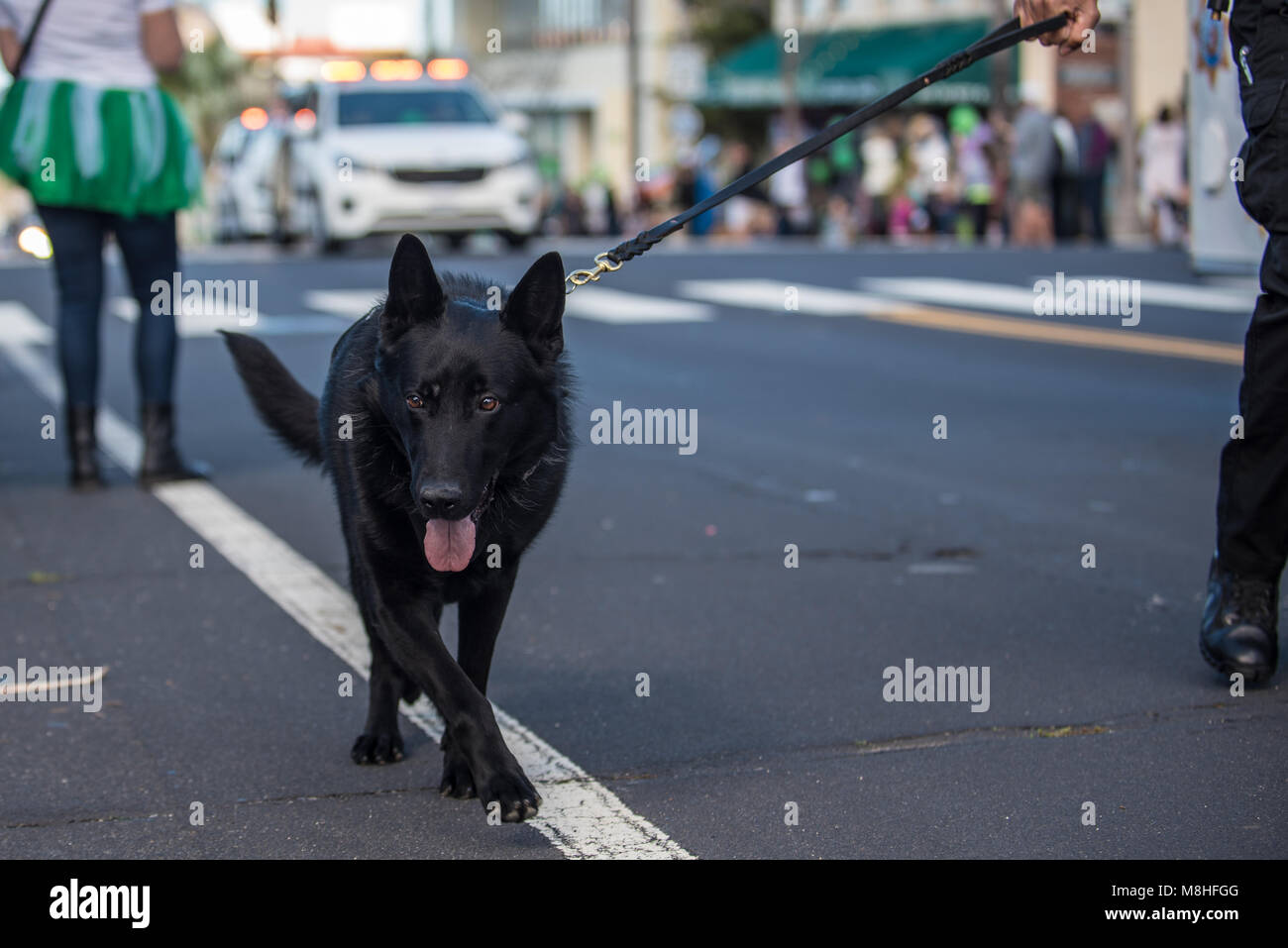 Nero cane di polizia pattugliano la street parade al guinzaglio con lo sguardo in avanti. Foto Stock