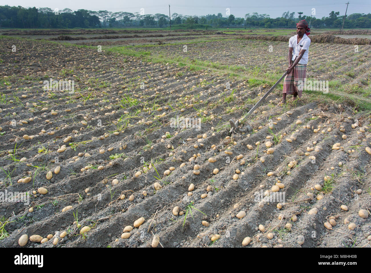Gli agricoltori sono occupato per le patate del raccolto in un campo di patate, in Munshigonj, Bangladesh. Foto Stock