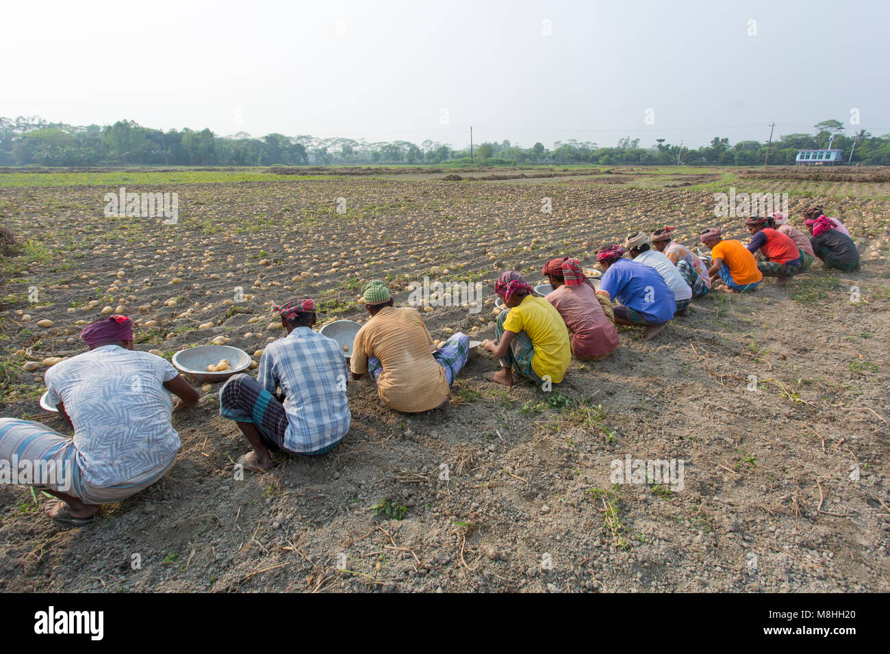 Gli agricoltori sono occupato per le patate del raccolto in un campo di patate, in Munshigonj, Bangladesh. Foto Stock