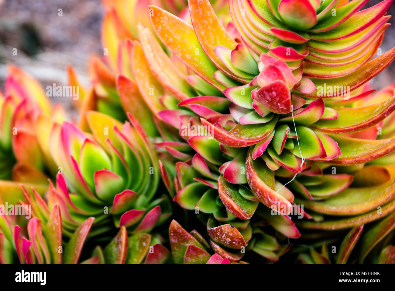 Deserto succulente/piante Foto Stock