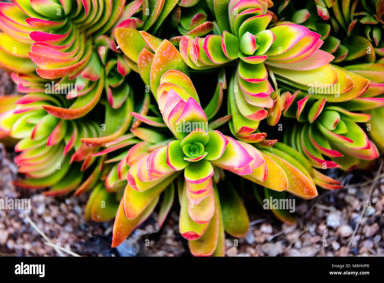 Deserto succulente/piante Foto Stock