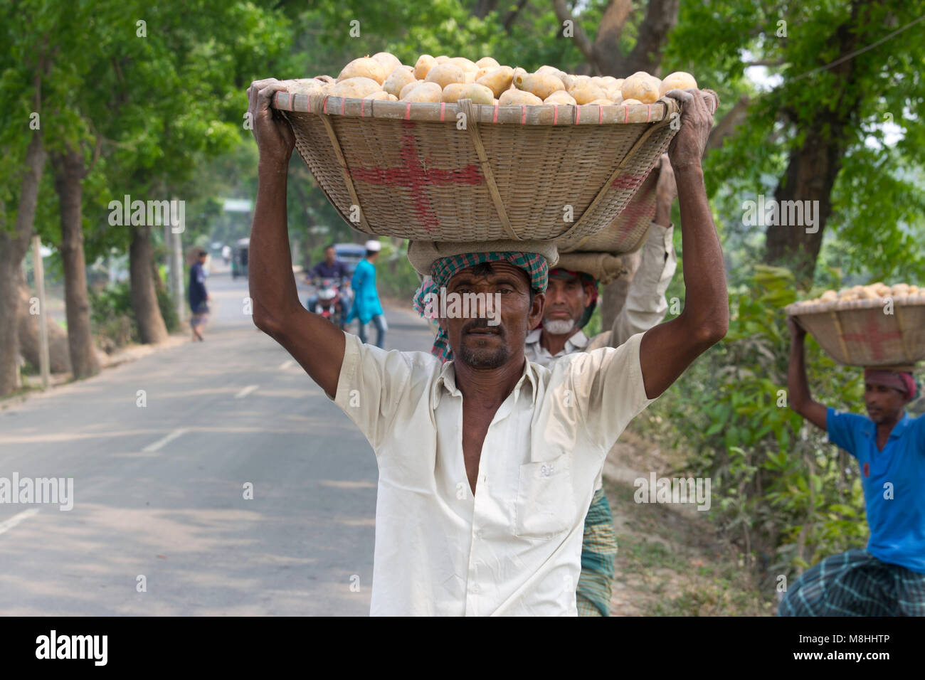 Gli agricoltori sono occupato per le patate del raccolto in un campo di patate, in Munshigonj, Bangladesh. Foto Stock