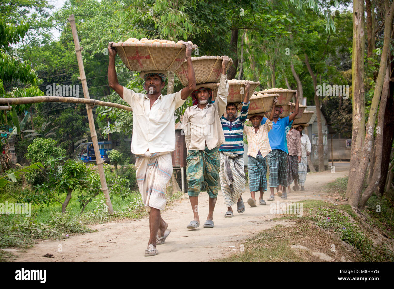 Gli agricoltori sono occupato per le patate del raccolto in un campo di patate, in Munshigonj, Bangladesh. Foto Stock