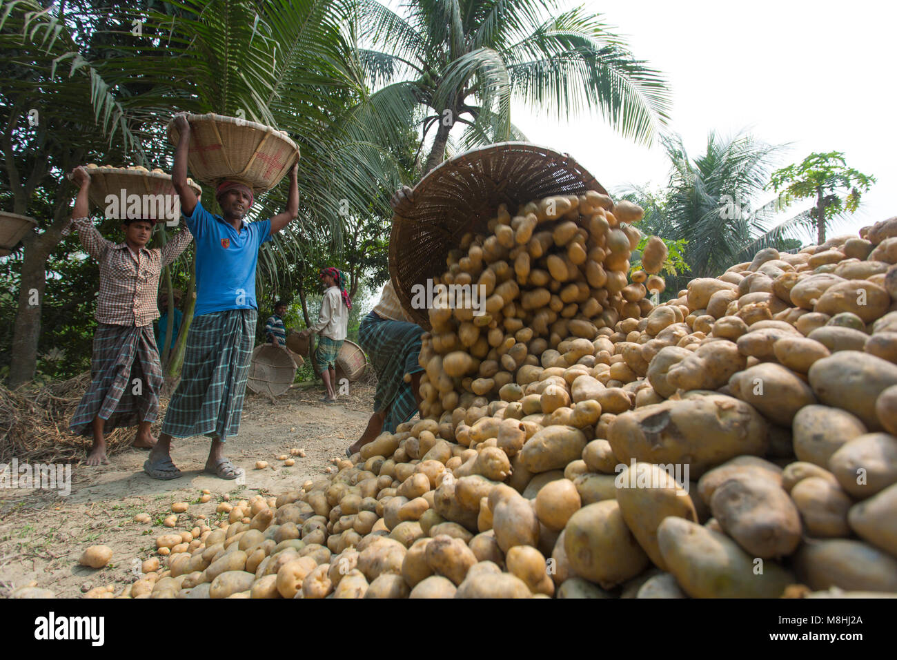 Gli agricoltori sono occupato per le patate del raccolto in un campo di patate, in Munshigonj, Bangladesh. Foto Stock