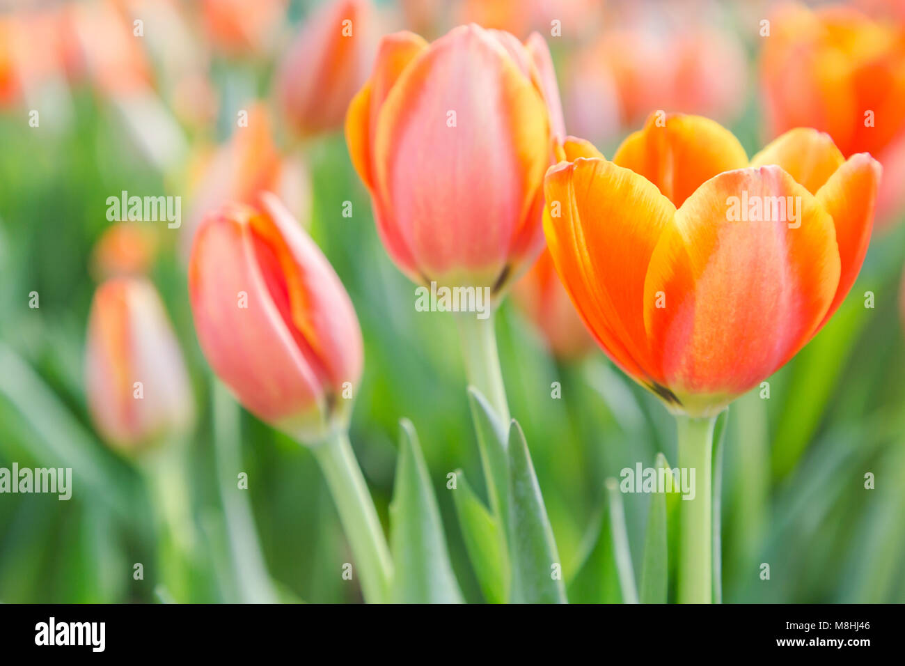 Tulip flower. Bella tulipani nel campo di tulipani con foglia verde background in inverno o in primavera. rotto tulip. Foto Stock