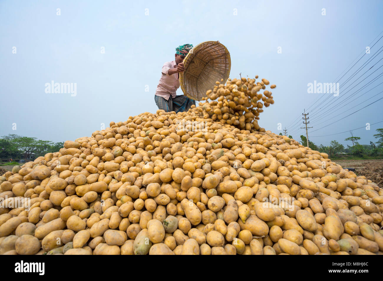 Gli agricoltori sono occupato per le patate del raccolto in un campo di patate, in Munshigonj, Bangladesh. Foto Stock