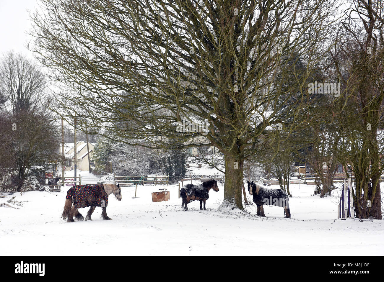 I cavalli che indossano i loro cappotti invernali godono di un po' di "gioco a cavallo" per mantenersi caldi dopo che 5 cm di neve sono caduti sul loro campo durante la notte. Credito: David Bagnall Foto Stock