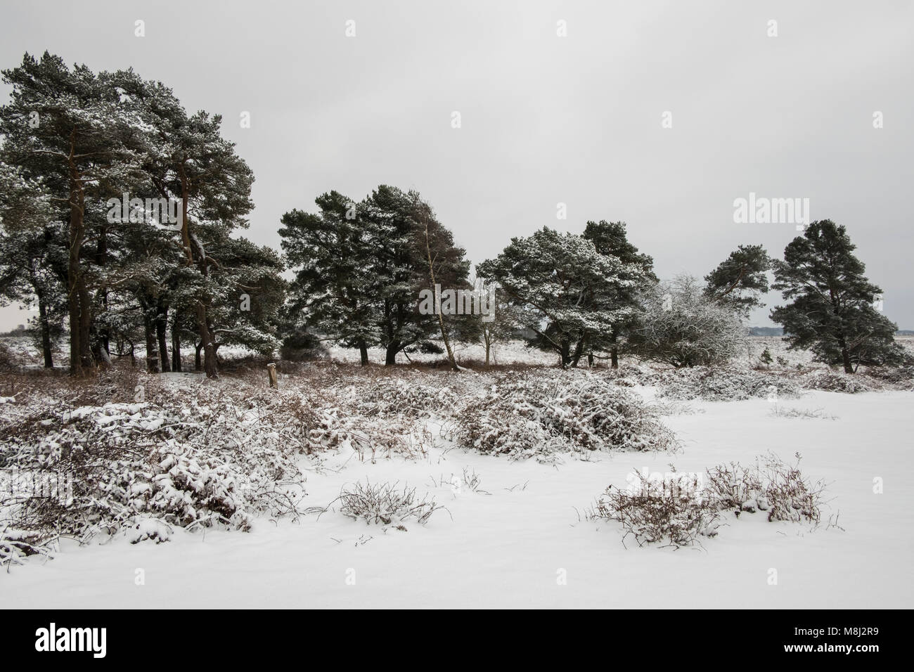 New Forest Hampshire xviii Marzo 2018. belle scene innevate nella nuova foresta. credito Paul Chambers Credit: © Paul Chambers / Alamy Stock Photo/Alamy Live News Foto Stock
