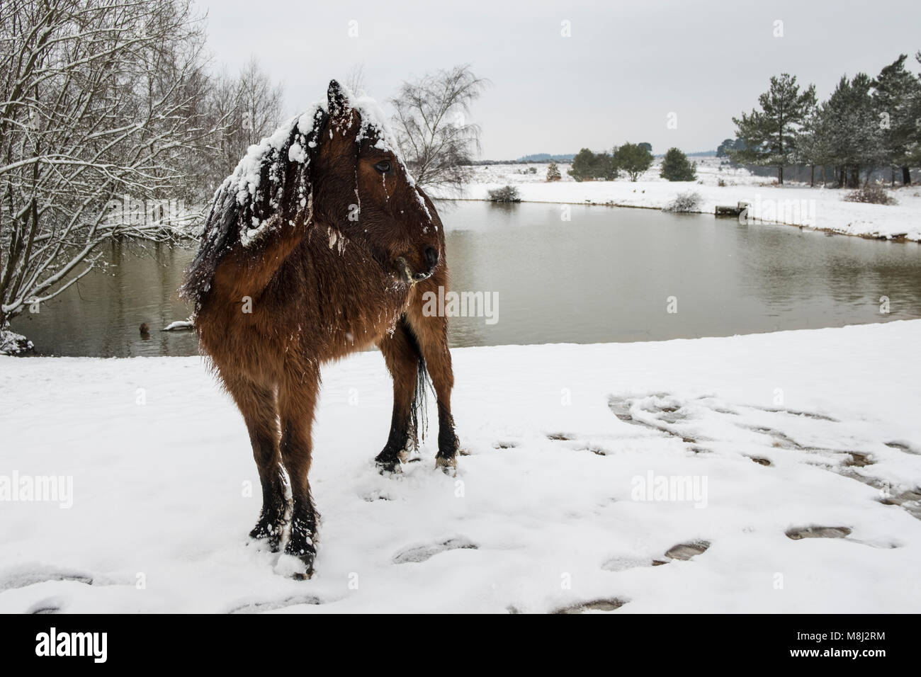 New Forest Hampshire xviii Marzo 2018. belle scene innevate nella nuova foresta. credito Paul Chambers Credit: © Paul Chambers / Alamy Stock Photo/Alamy Live News Foto Stock