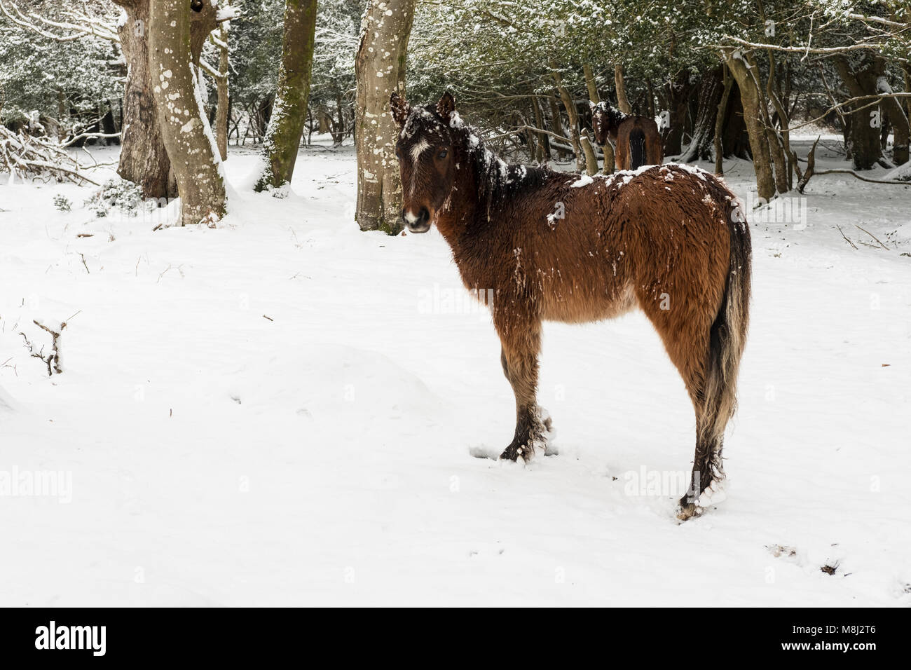 New Forest Hampshire xviii Marzo 2018. belle scene innevate nella nuova foresta. credito Paul Chambers Credit: © Paul Chambers / Alamy Stock Photo/Alamy Live News Foto Stock