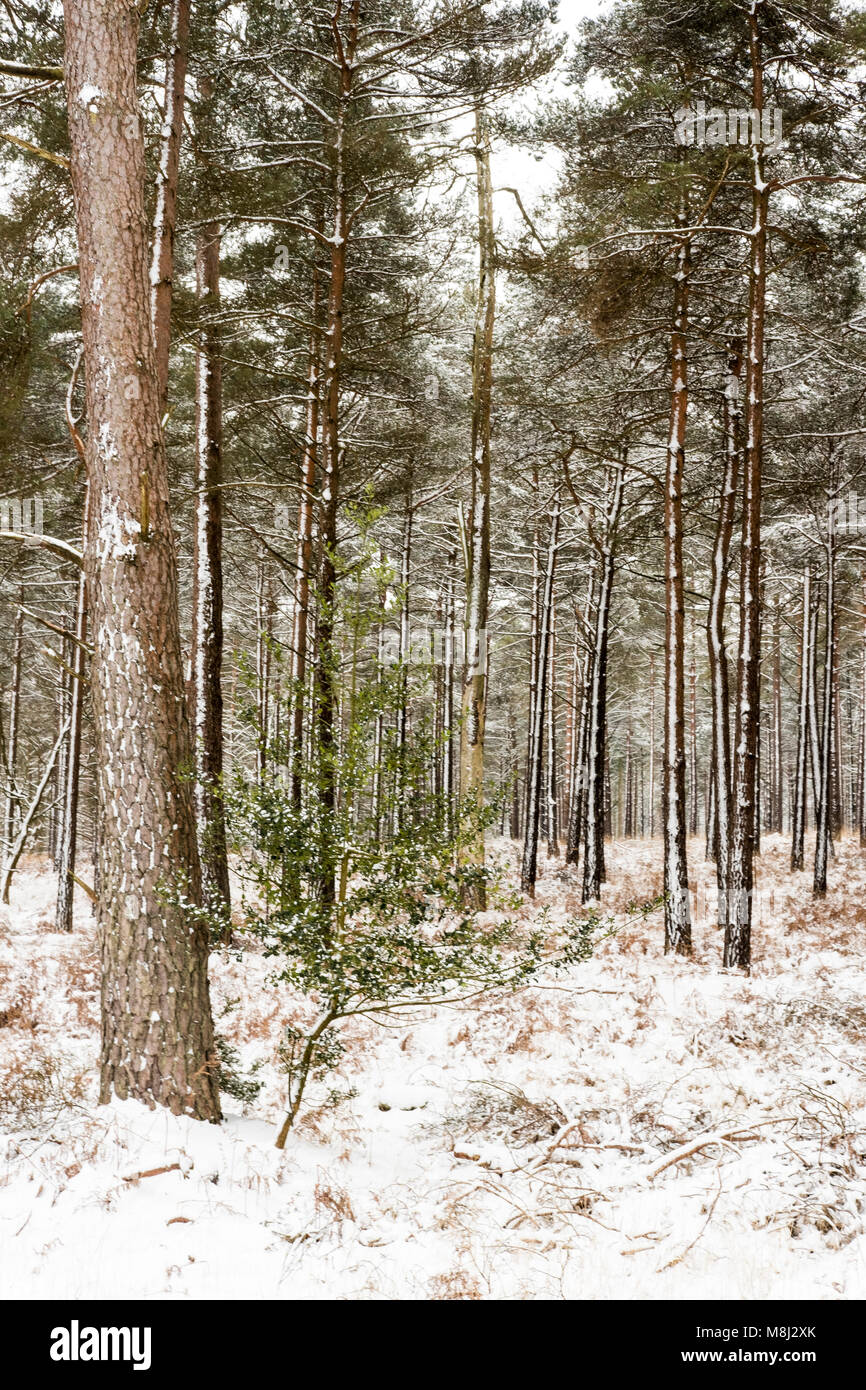 New Forest Hampshire xviii Marzo 2018. belle scene innevate nella nuova foresta. credito Paul Chambers Credit: © Paul Chambers / Alamy Stock Photo/Alamy Live News Foto Stock