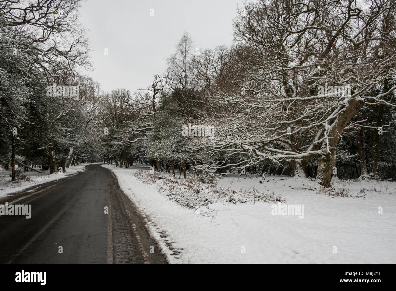 New Forest Hampshire xviii Marzo 2018. belle scene innevate nella nuova foresta. credito Paul Chambers Credit: © Paul Chambers / Alamy Stock Photo/Alamy Live News Foto Stock