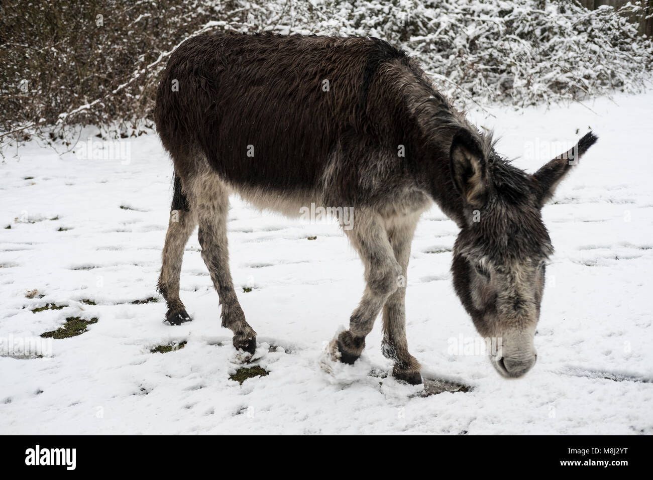 New Forest Hampshire xviii Marzo 2018. belle scene innevate nella nuova foresta. credito Paul Chambers Credit: © Paul Chambers / Alamy Stock Photo/Alamy Live News Foto Stock