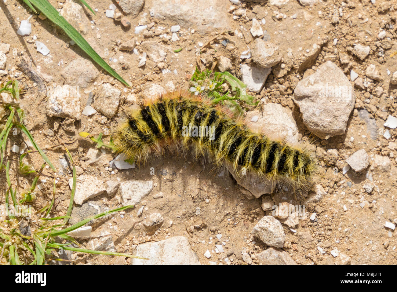 Il giallo e il nero nastrare lanosi bear larva di mangiare una foglia Foto Stock