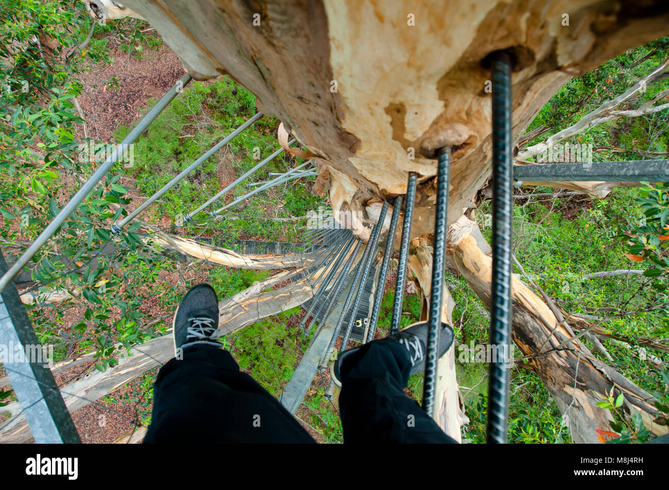 Gloucester Tree salita - Pemberton - Australia Foto Stock