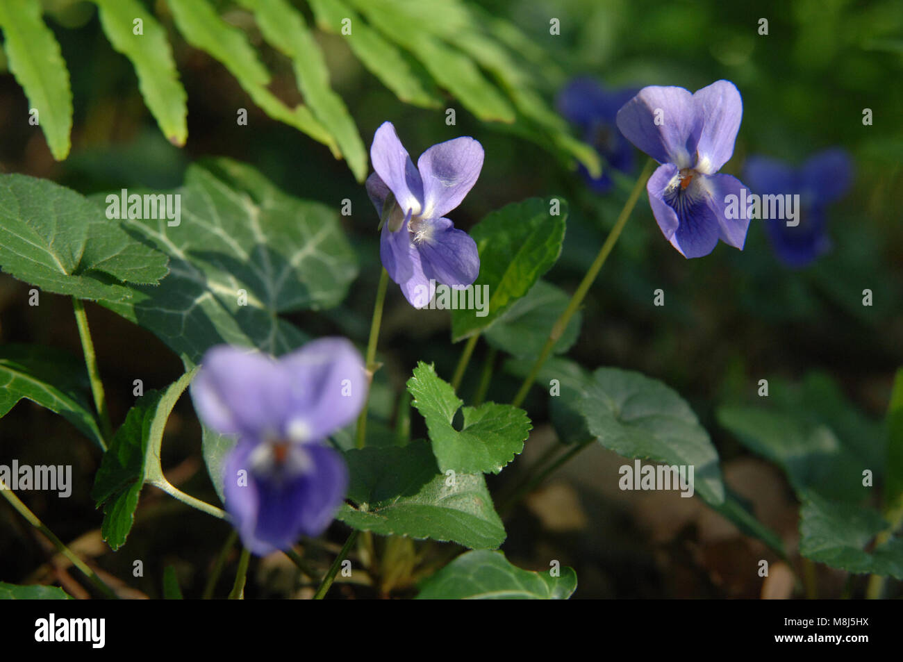 Un intrico di violette che spuntavano tra foglie d'edera e soft fern Foto Stock