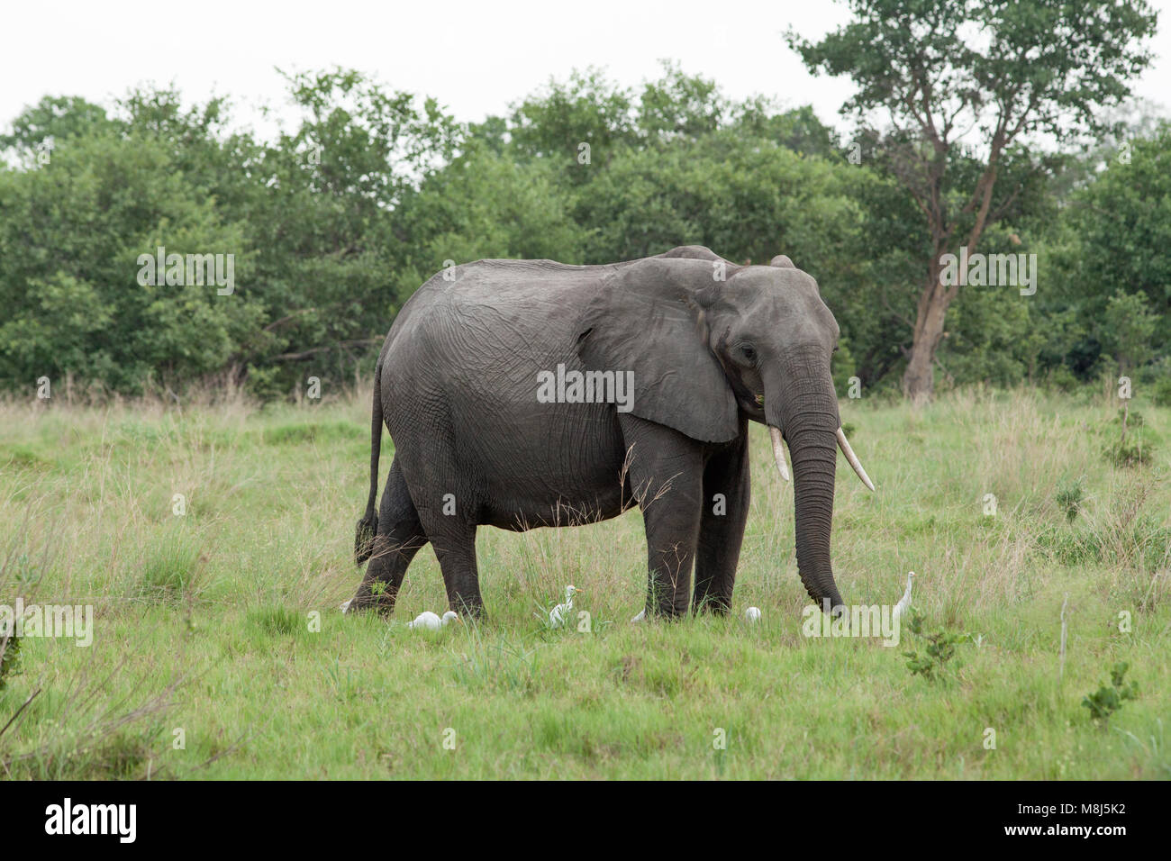 Elefante africano (Loxodonta africana). Adulto con guardabuoi (Ardeola ibis), di presenze. Chobe National Park. Okavango Delta. Il Botswana. L'Africa. Foto Stock