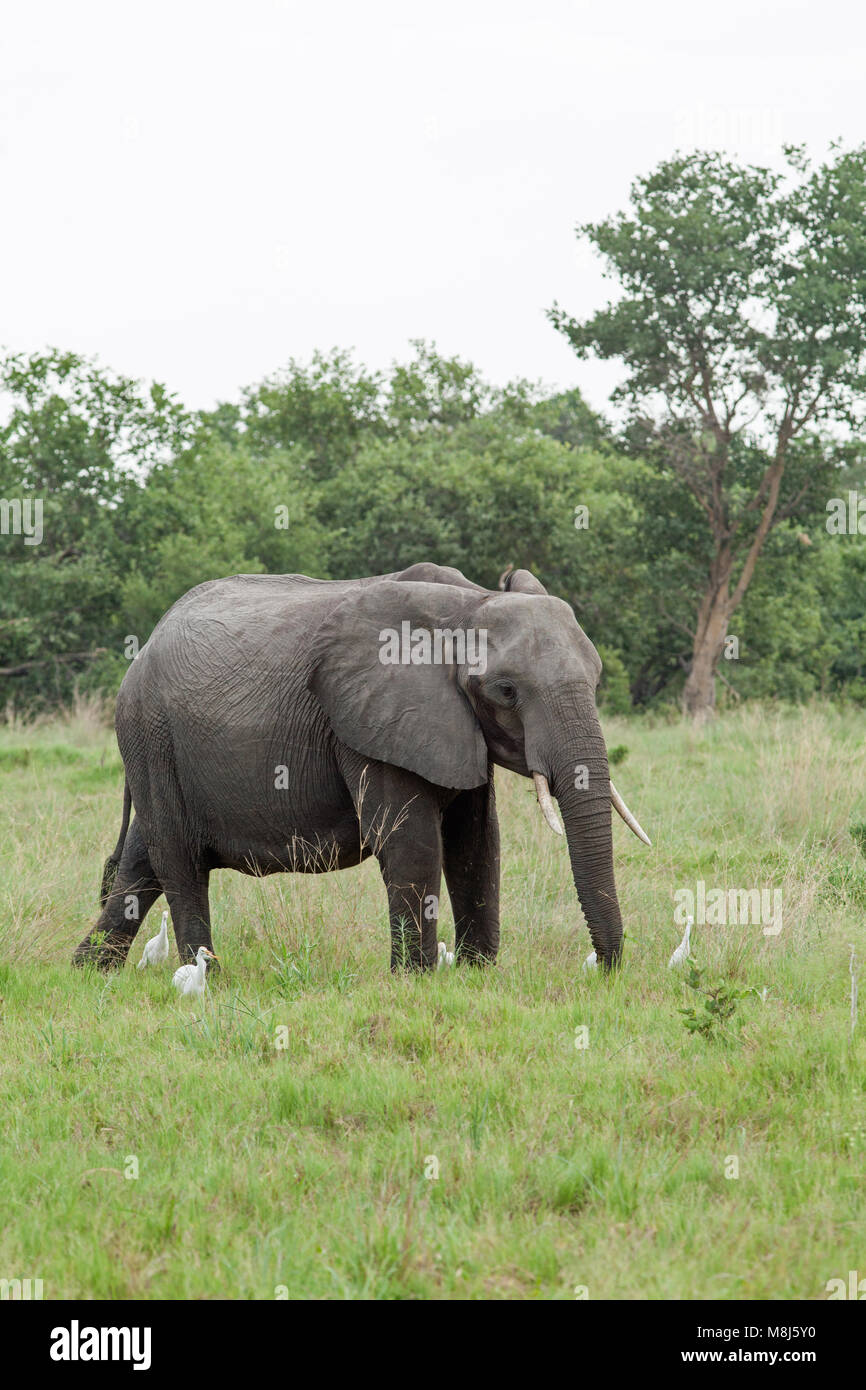 Elefante africano (Loxodonta africana). Adulto con guardabuoi (Ardeola ibis), di presenze. Chobe National Park. Okavango Delta. Il Botswana. L'Africa. Foto Stock