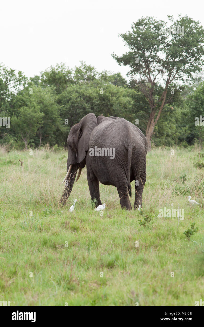 Elefante africano (Loxodonta africana). Adulto bull con guardabuoi (Ardeola ibis), di presenze tenendo disturbati invertebrati. Parco nazionale. Okav Foto Stock
