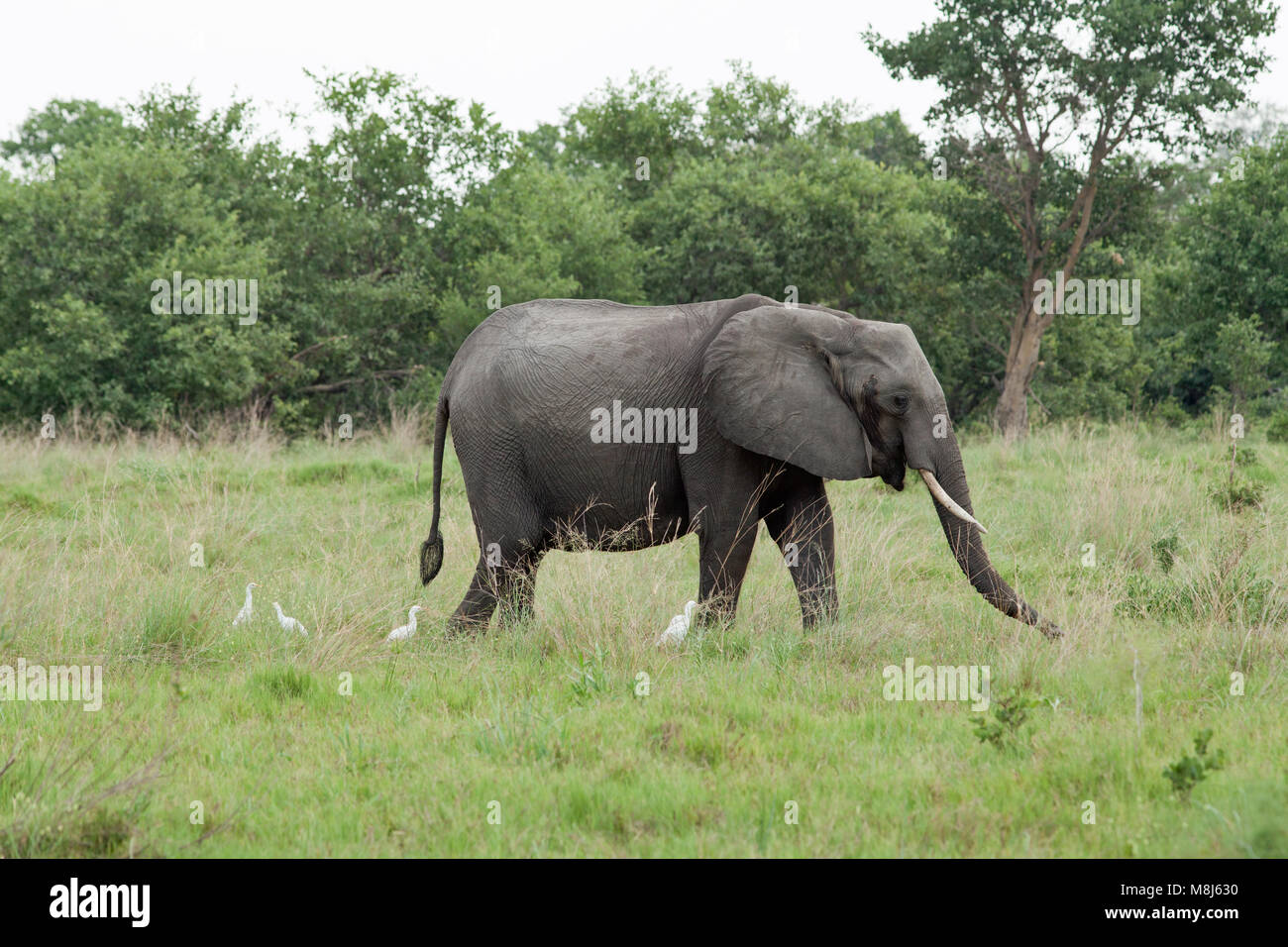 Elefante africano (Loxodonta africana). Il pascolo per adulti con guardabuoi (Ardeola ibis), di presenze. Chobe National Park. Okavango Delta. Il Botswana. Foto Stock