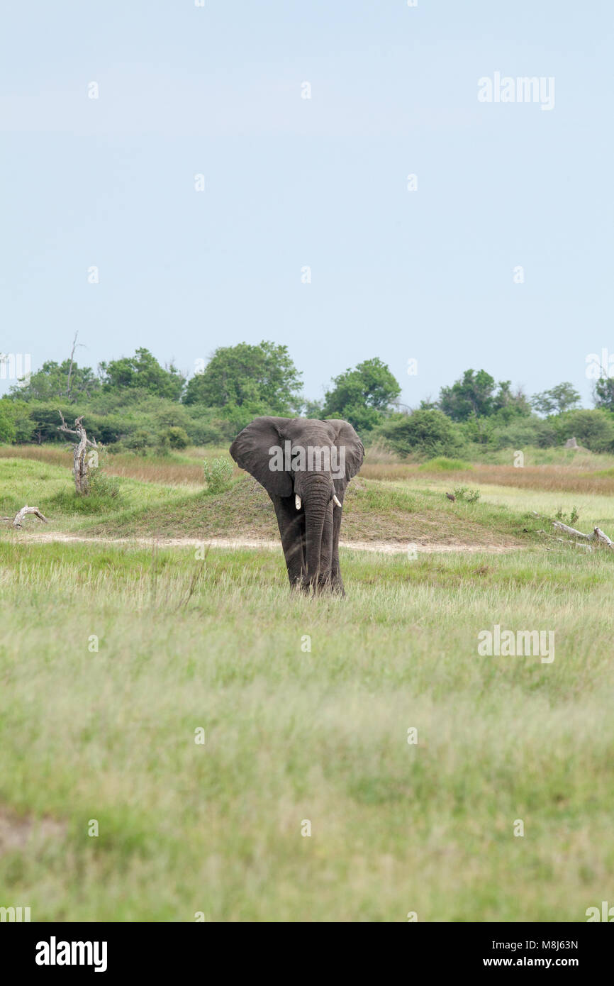 Elefante africano (Loxodonta africana). Unico bull nella prateria savana paesaggio. Esempio di vegetazione cambia a causa di pascolo degli animali e per la navigazione. Foto Stock