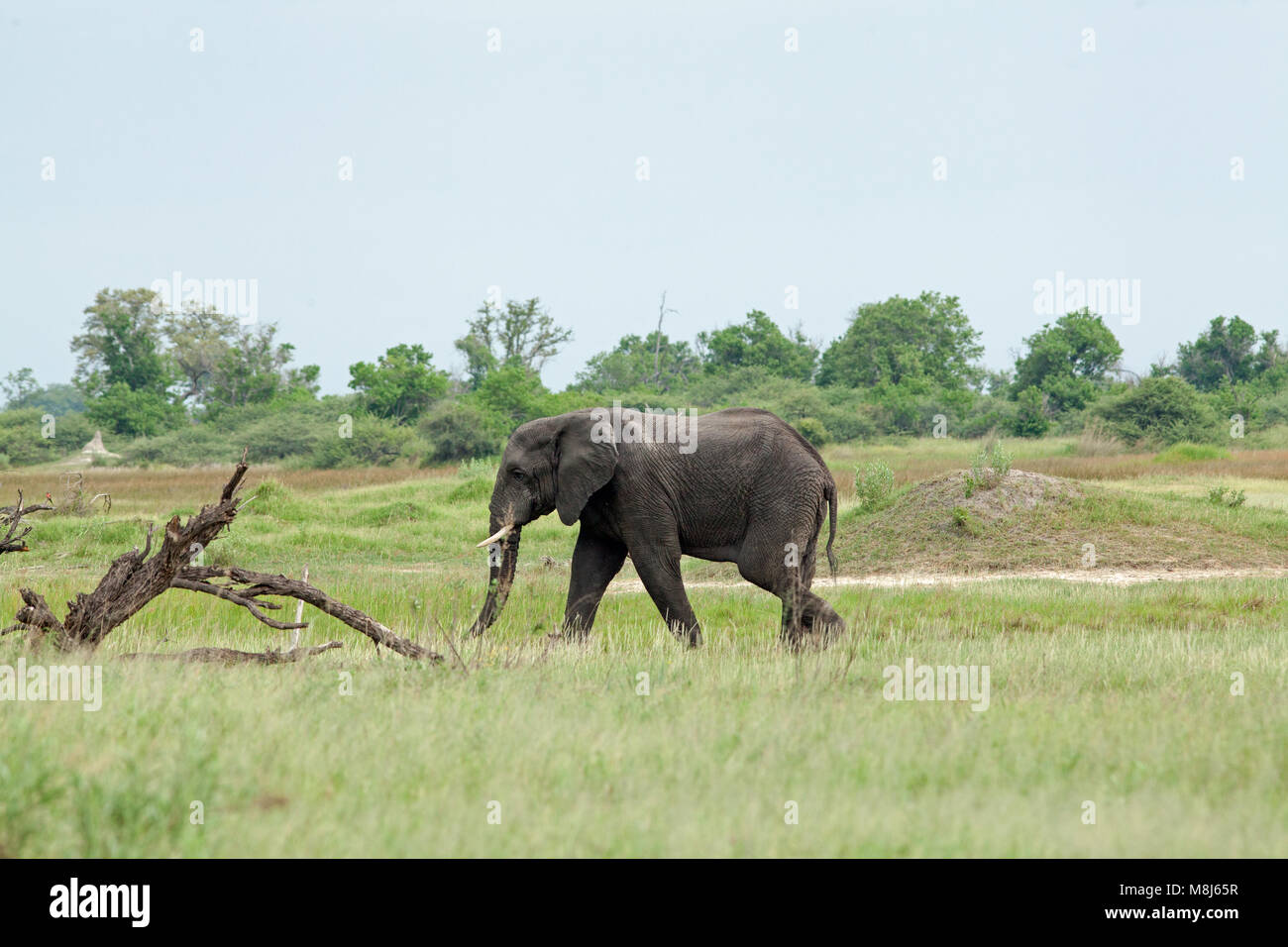 Elefante africano Loxodonta africana. Adulto bull al pascolo. Tree danni e perdite a causa di elefanti.Chobe National Park. Okavango Delta. Il Botswana. L'Africa. Foto Stock