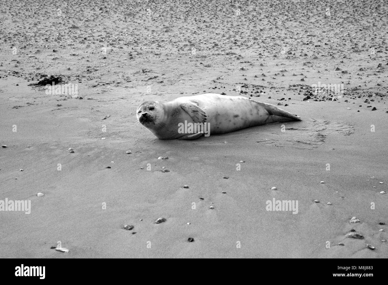 Guarnizione grigio pup Halichoerus grypus Foto Stock