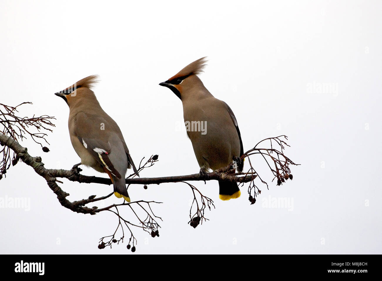 Bohemian waxwing Bombycilla garrulus cui Canford Heath Dorset Inghilterra UK Gennaio 2005 Foto Stock