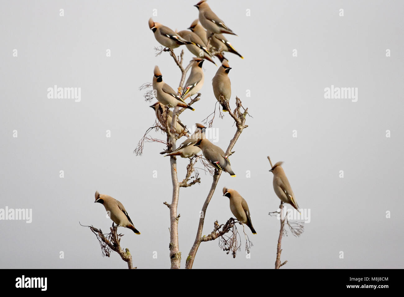 Bohemian waxwing Bombycilla garrulus cui Canford Heath Dorset Inghilterra UK Gennaio 2005 Foto Stock