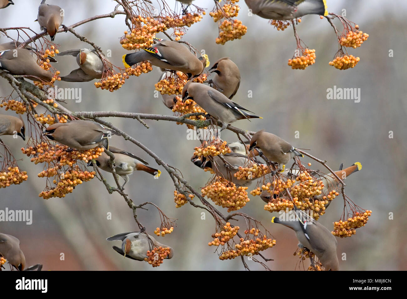 Bohemian waxwing Bombycilla garrulus alimentazione gruppo sulla montagna di bacche di cenere cui Canford Heath Dorset Inghilterra UK Gennaio 2005 Foto Stock