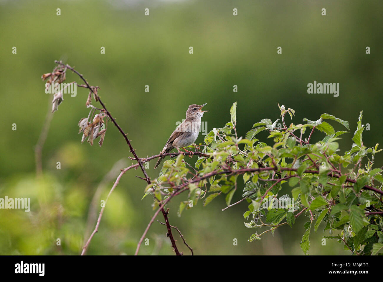 Grasshopper trillo Locustella naevia sulla canzone pesce persico, vicino a St Viatre, Sologne, Regione centrale, Francia Foto Stock
