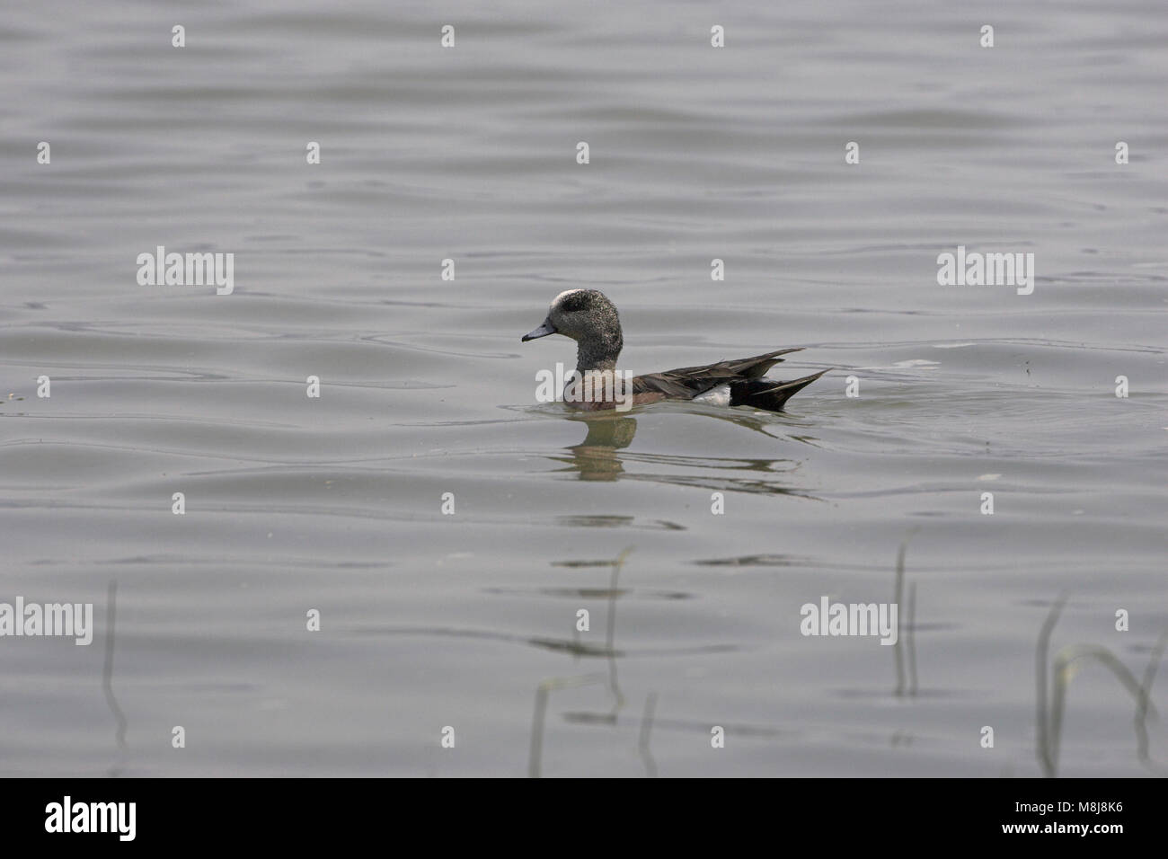 American wigeon Anas americana maschio rosso Rock Lakes National Wildlife Refuge Stati Uniti d'America Foto Stock