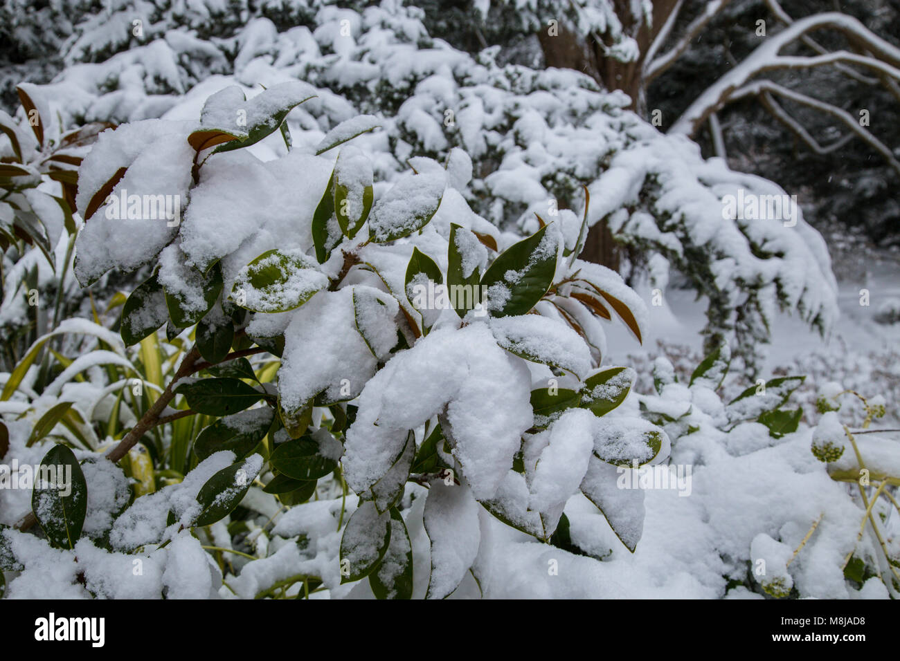 La neve sulle foglie e rami di Magnolia grandiflora deve essere accuratamente spazzolata via, come il peso può danneggiare l'albero. Foto Stock