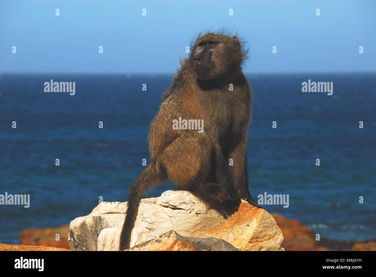 Una truppa 'look out' per la Chacma babbuini di Cape Point, Sud Africa. Foto Stock