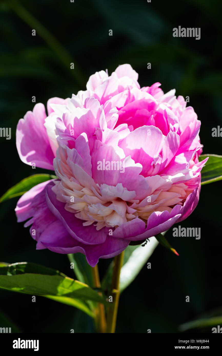 'Sorbet' giardino comune peonia, Luktpion (Paeonia lactiflora) Foto Stock