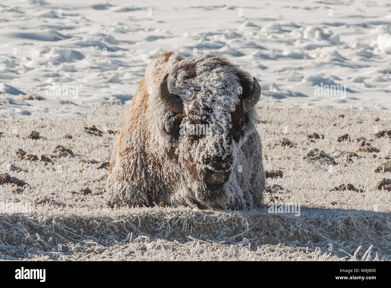 Frosty bison riscaldamento nel debole sole invernale su una mattina sottozero nel Parco Nazionale di Yellowstone. Foto Stock