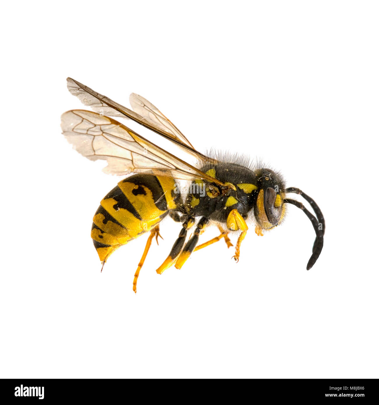 Dead wasp, profilo. Sfondo bianco. Foto Stock