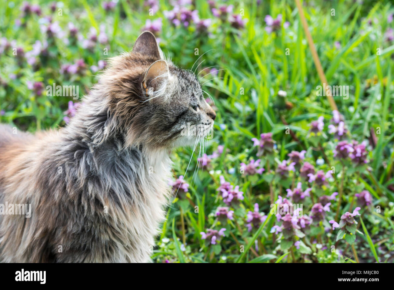 Close up ritratto di gatto su sfondo verde fiori di pentecoste giovani simpatico gatto maschio che guarda lontano Cat passeggiate all'aperto Foto Stock